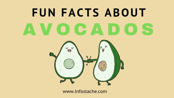 Fun Facts About Avocados
