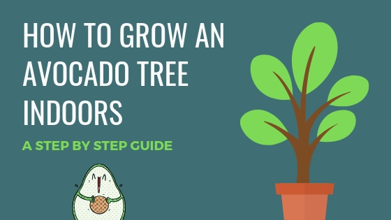 How to Grow an Avocado Tree Indoors - Infographic