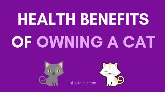Health Benefits of Owning a Cat