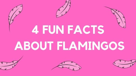 4 Fun Facts About Flamingos